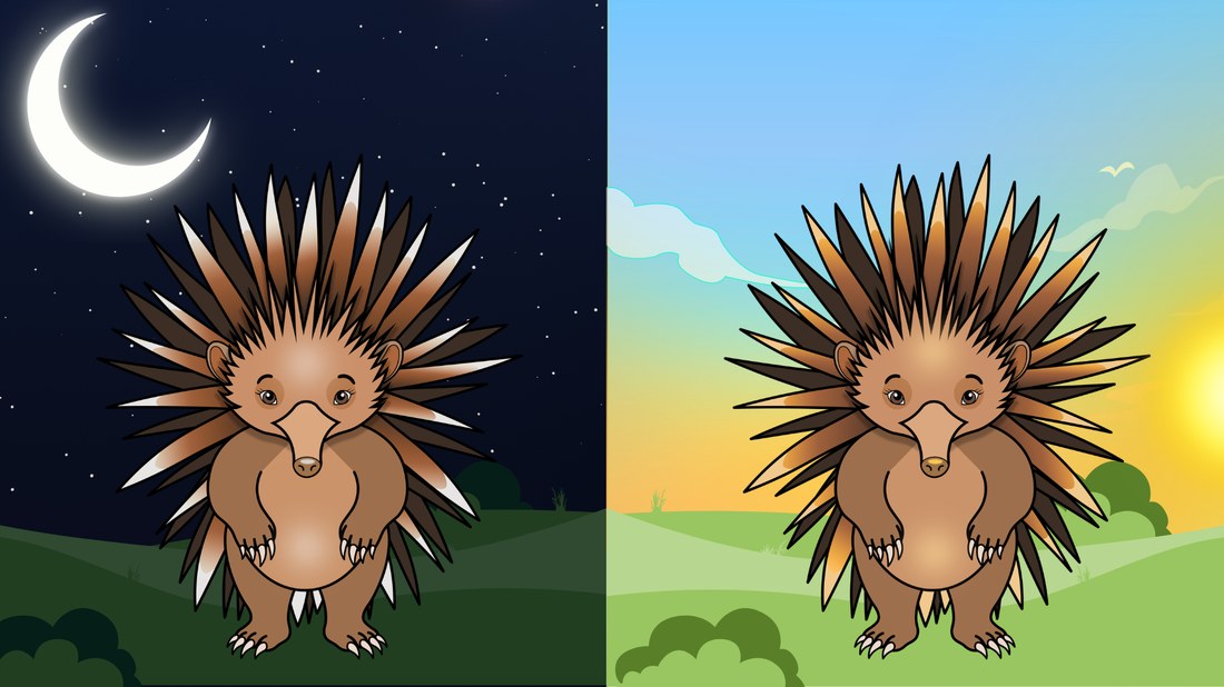 Edna the echidna in moonlight and warm dusk light