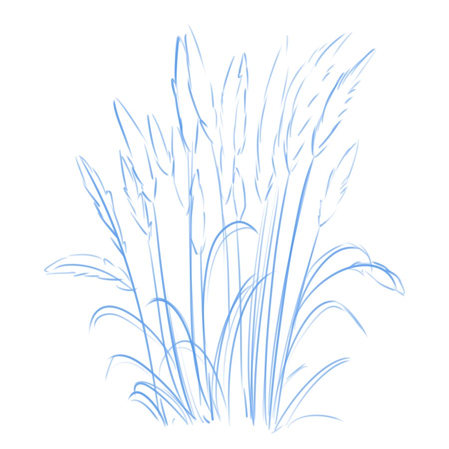 Pencil sketch of tall feathery native grasses