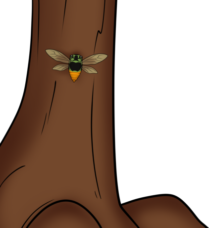 Cicada resting on bark