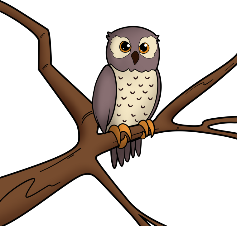 Boobook owl perched on a branch